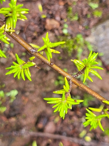 Image of Micromeria gomerensis by (c) Jacek Pietruszewski, some rights reserved (CC BY)