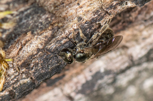 Western Green Sweat Bee