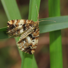 Enchoria lacteata