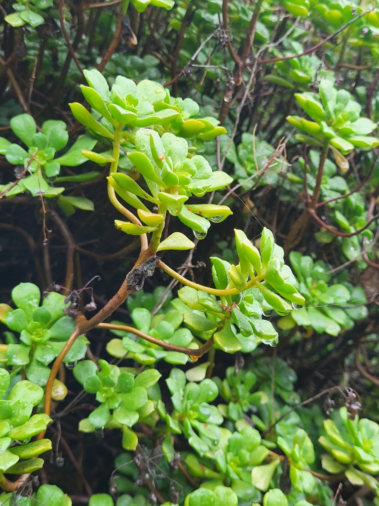 Aeonium lindleyi, 38829 Hermigua, Provinz Santa Cruz de Tenerife, Spanien