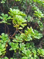 Aeonium lindleyi subsp. viscatum image