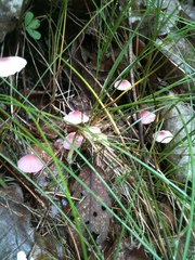 Marasmius pulcherripes
