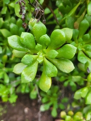 Aeonium lindleyi subsp. viscatum image
