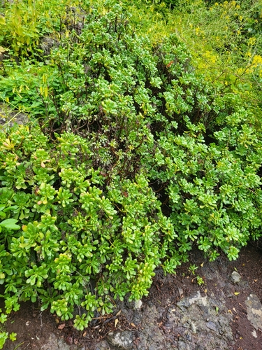 Aeonium lindleyi
