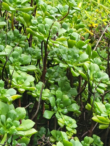 Aeonium lindleyi