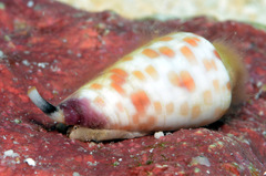 Conus tessulatus