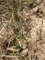 Hebecarpa ovatifolia