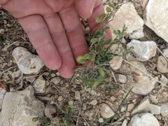 Hebecarpa ovatifolia