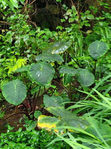 Colocasia esculenta image