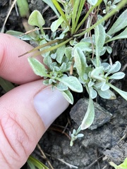 Hesperevax sparsiflora