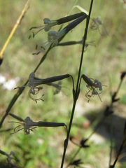 Silene frivaldskyana