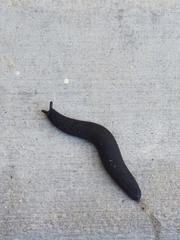 Belocaulus angustipes