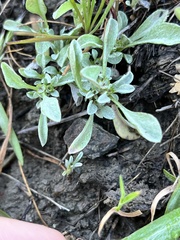 Hesperevax sparsiflora