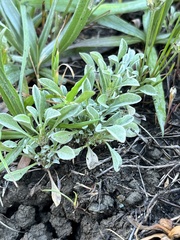 Hesperevax sparsiflora