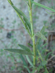 Silene frivaldskyana