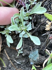 Hesperevax sparsiflora