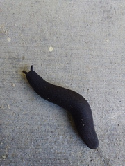 Belocaulus angustipes