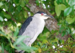 Nycticorax nycticorax image