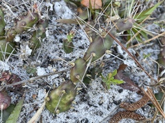 Opuntia drummondii