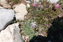 Matthiola perennis