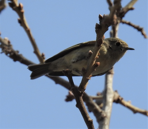 Ruby-crowned Kinglet photographed in Arkansas