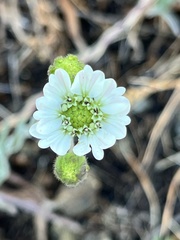 Hemizonia congesta luzulifolia