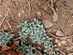 Antennaria dimorpha