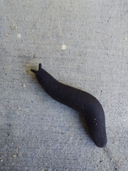 Belocaulus angustipes