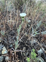 Hemizonia congesta luzulifolia