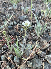 Hemizonia congesta luzulifolia