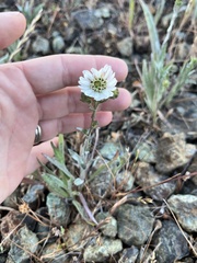 Hemizonia congesta luzulifolia