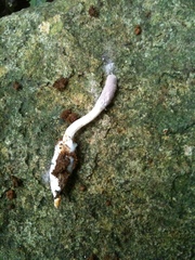 Purpureocillium atypicola