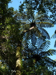 Cyathea cunninghamii