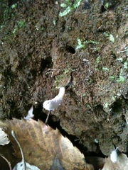 Purpureocillium atypicola