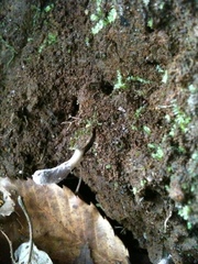 Purpureocillium atypicola