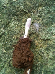 Purpureocillium atypicola