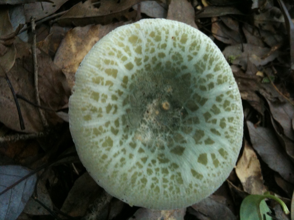 Russula virescens · July 2010 · photo: © atsushi_nakajima_cirque (iNaturalist, cc-by)