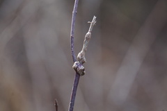 Neolasioptera cornicola