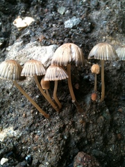 Agaricales
