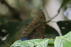 Morpho menelaus amathonte
