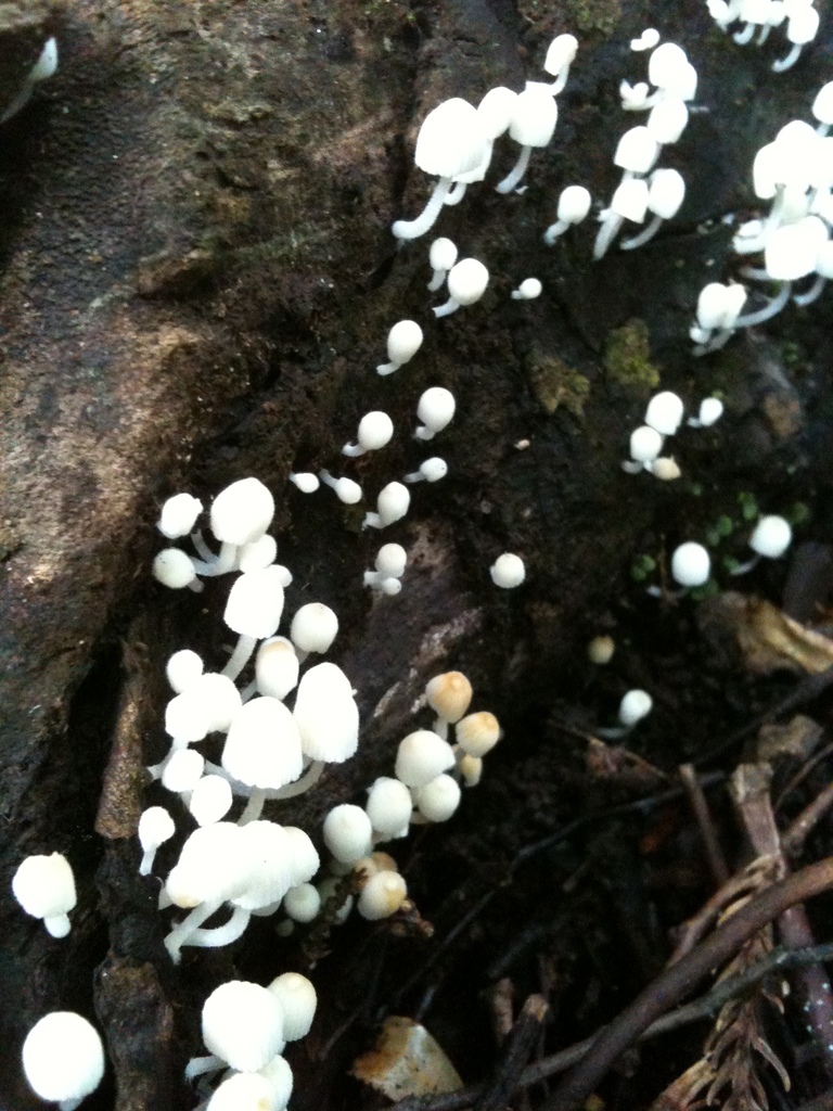 Coprinellus disseminatus · July 2010 · photo: © atsushi_nakajima_cirque (iNaturalist, cc-by)