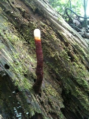 Ganoderma neojaponicum