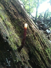 Ganoderma neojaponicum