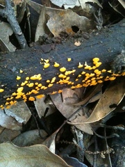 Dicephalospora rufocornea