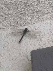 Rhionaeschna californica