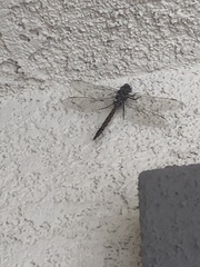 Rhionaeschna californica