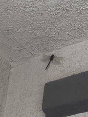 Rhionaeschna californica