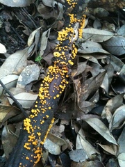 Dicephalospora rufocornea