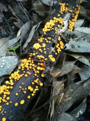 Dicephalospora rufocornea