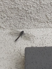 Rhionaeschna californica